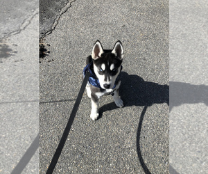 Siberian Husky Puppy for sale in PLYMOUTH, MA, USA