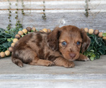 Puppy Trixie Dachshund