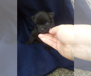 Pomeranian Puppy for sale in WINCHESTER, OH, USA