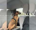 Small #4 Boxer Mix