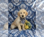 Small Photo #5 Golden Retriever Puppy For Sale in NEW PROVIDENCE, PA, USA