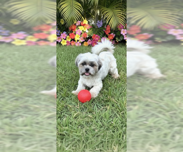 Medium Photo #10 Shih Tzu Puppy For Sale in Weston, FL, USA