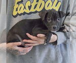 Small #1 American Staffordshire Terrier-Boxer Mix