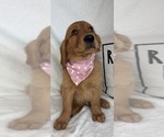 Gracie - Female Golden Retriever Puppy for Sale - Small photo