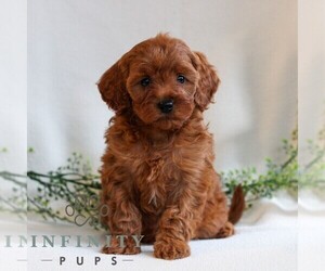 Cavapoo Puppy for sale in LITITZ, PA, USA