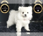 Small #5 Pomeranian
