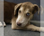 Small American Staffordshire Terrier Mix