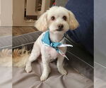 Small Maltipoo