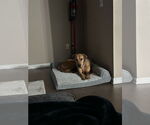 Small #8 Great Dane