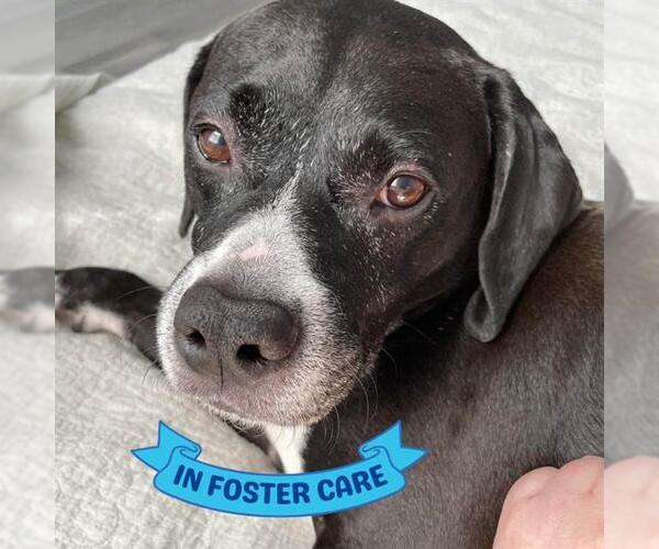 Medium Photo #5 American Staffordshire Terrier Puppy For Sale in Tallahassee, FL, USA