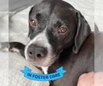 Small #4 American Staffordshire Terrier