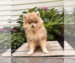Small #5 Pomeranian