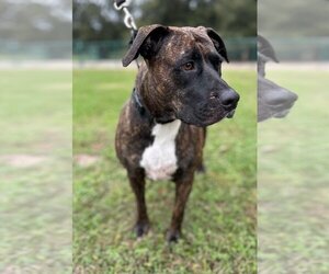 Boxer-Unknown Mix Dogs for adoption in Maitland, FL, USA