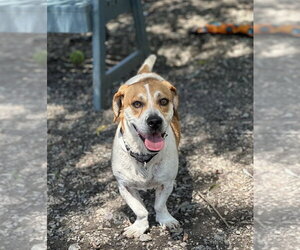 Beagle-Unknown Mix Dogs for adoption in Elmsford, NY, USA