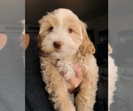 Small #8 Lhasa Apso