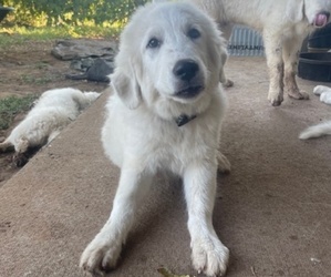 Great Pyrenees Puppy for sale in MULLIN, TX, USA