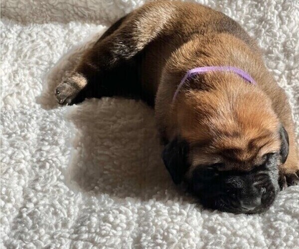 Medium Photo #10 Mastiff Puppy For Sale in BIXBY, OK, USA