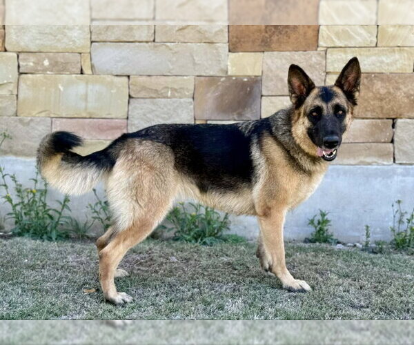 Medium Photo #2 German Shepherd Dog Puppy For Sale in PIPE CREEK, TX, USA