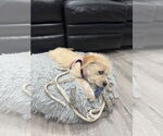 Small #2 Mutt