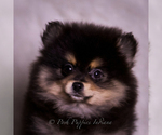 Small #6 Pomeranian