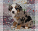 Small #19 Miniature Australian Shepherd