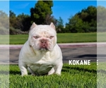 Small Photo #1 American Bully Puppy For Sale in DIAMOND BAR, CA, USA