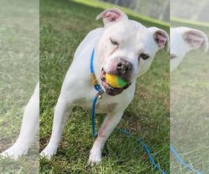 Argentinian Mastiff-Eurasier Mix Dogs for adoption in Front Royal, VA, USA