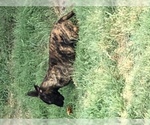 Small Photo #14 Belgian Malinois Puppy For Sale in HARKER HEIGHTS, TX, USA