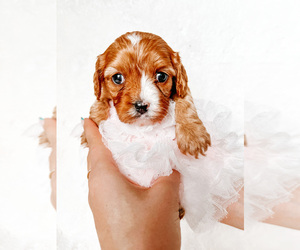 Cavapoo Puppy for sale in PAINESVILLE, OH, USA