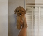 Small Photo #2 Cavapoo Puppy For Sale in MCMINNVILLE, TN, USA