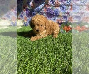 Poodle (Toy) Puppy for sale in MIAMI, FL, USA