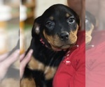Puppy Miss Red Rottweiler