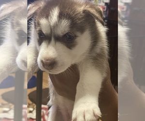 Siberian Husky Puppy for sale in BLUE ISLAND, IL, USA