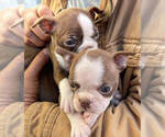 Small Photo #9 Boston Terrier Puppy For Sale in LOS ANGELES, CA, USA