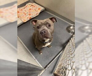 American Pit Bull Terrier Dogs for adoption in Glen Allen, VA, USA