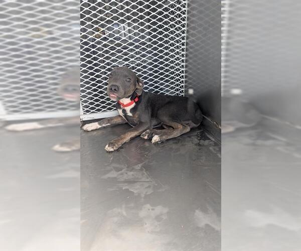 Medium Photo #1 Mutt Puppy For Sale in Bakersfield, CA, USA