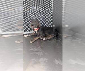 Mutt Dogs for adoption in Bakersfield, CA, USA