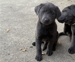Puppy 1 Labrador Retriever