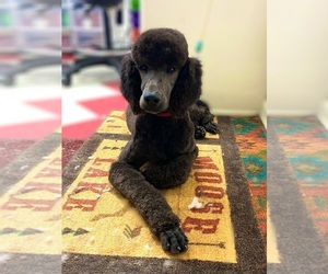 Father of the Poodle (Standard) puppies born on 04/23/2023