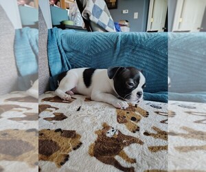 Boston Terrier Puppy for sale in WALKERTON, IN, USA