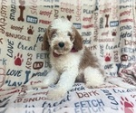 Small #6 Cavapoo