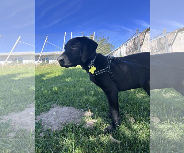 Medium Photo #4 Labrador Retriever-Unknown Mix Puppy For Sale in Sandy, UT, USA