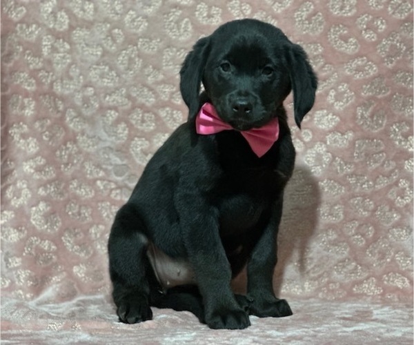 Medium Photo #1 Golden Retriever-Rottweiler Mix Puppy For Sale in LANCASTER, PA, USA