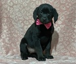 Small Photo #1 Golden Retriever-Rottweiler Mix Puppy For Sale in LANCASTER, PA, USA