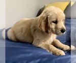Puppy Ms Tan Golden Retriever