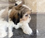 Small Photo #3 Shih Tzu Puppy For Sale in CANOGA, NY, USA