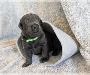 Labrador Retriever Puppy for sale in PALMYRA, VA, USA