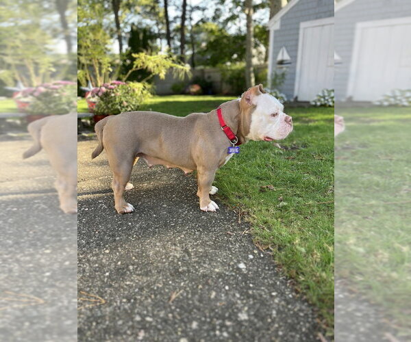 Medium Photo #7 American Pit Bull Terrier Puppy For Sale in Oak Bluffs, MA, USA