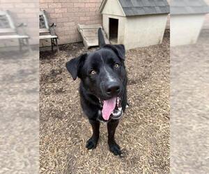 Shepradors Dogs for adoption in London, Ontario, Canada