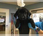 Small Labrador Retriever Mix